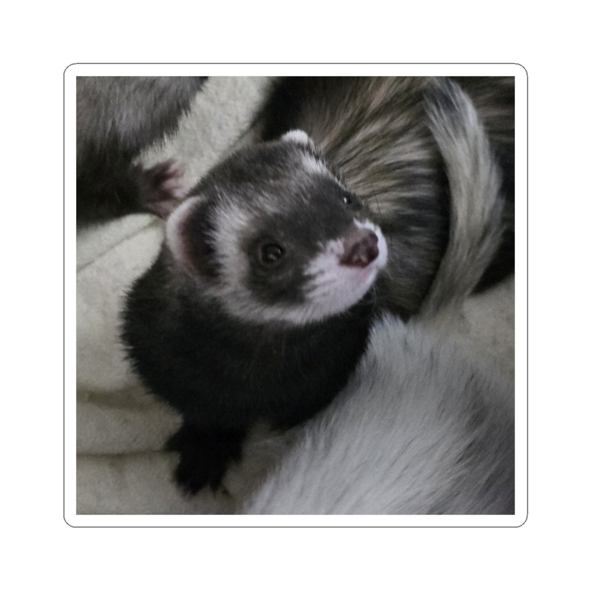 Adorable Ferret Kiss-Cut Stickers, Cute Animal Vinyl Decals, Pet Lover Gifts, Ferret Decor, Laptop Stickers, Ferret Accessories